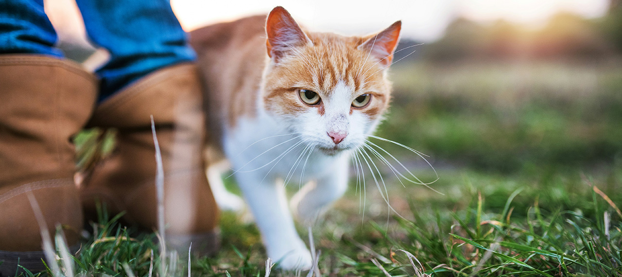 A farm cat walking beside its owner