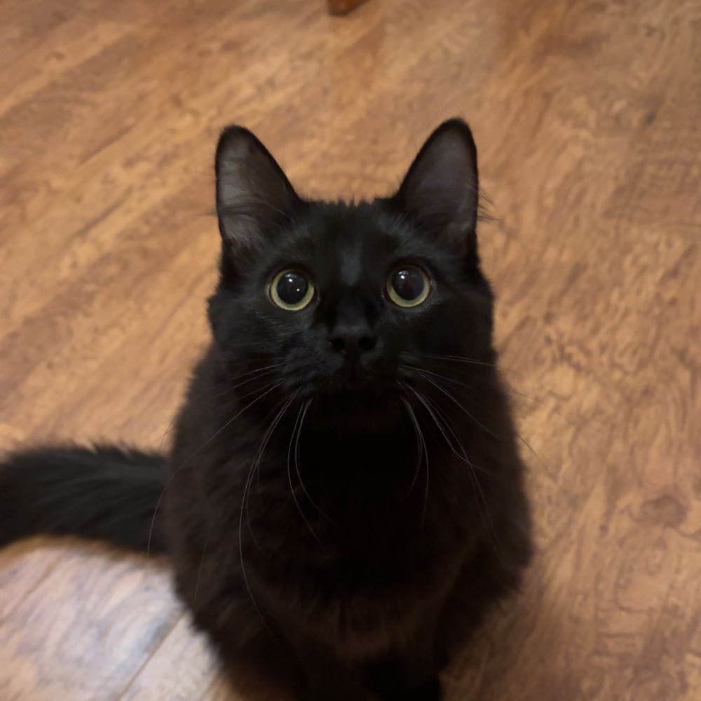 a cat sitting on the floor looking up at the camera