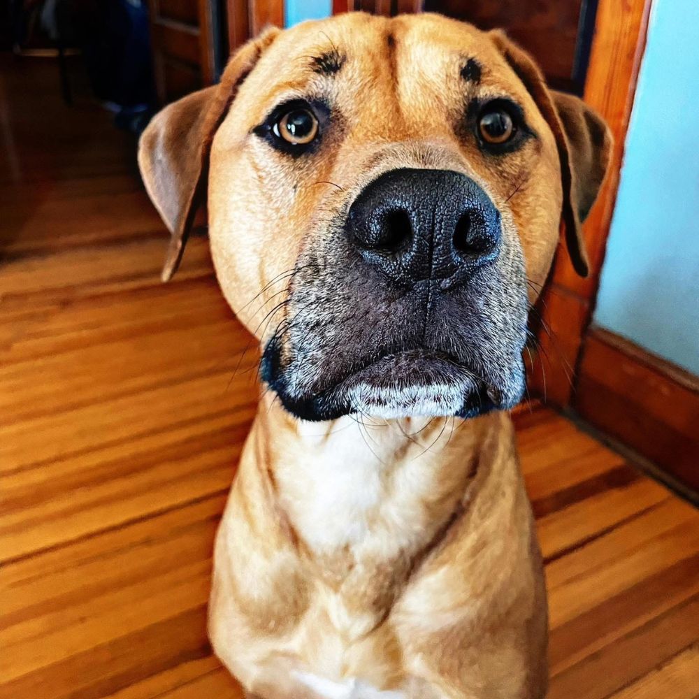 a dog sitting on the floor looking at the camera