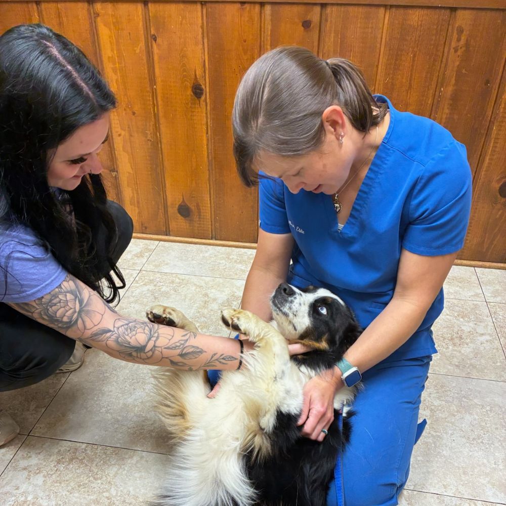two people are petting a dog on the floor